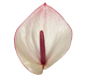 گل آنتوریوم فستو